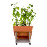 Bama orto di kit Pflanzgefäße 80x74x73 cm Terrakotta