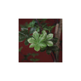 Countryfield plant dysosma pleiantha 150cm groen