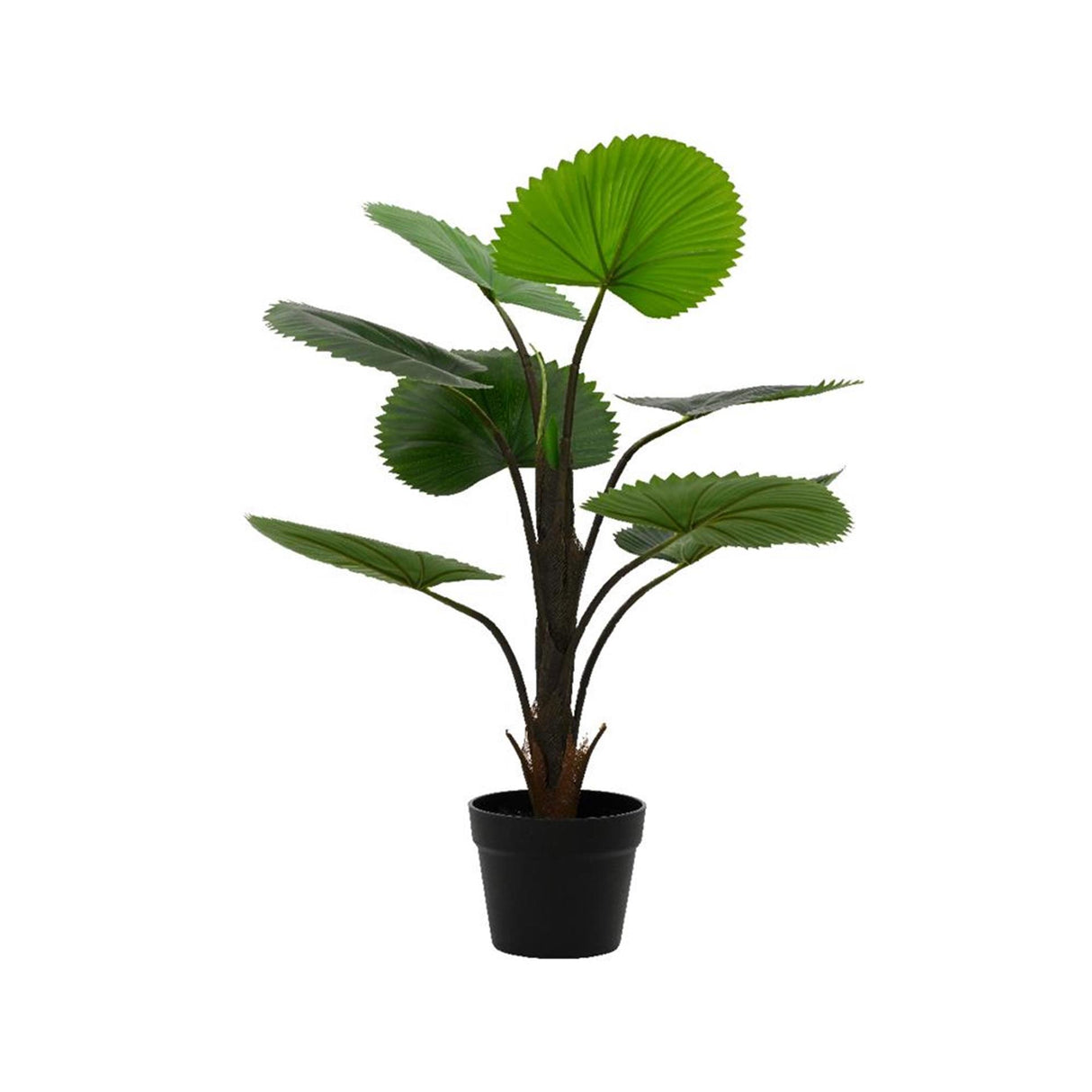Decoris Kunstpflanze Licuala-Palme h75cm