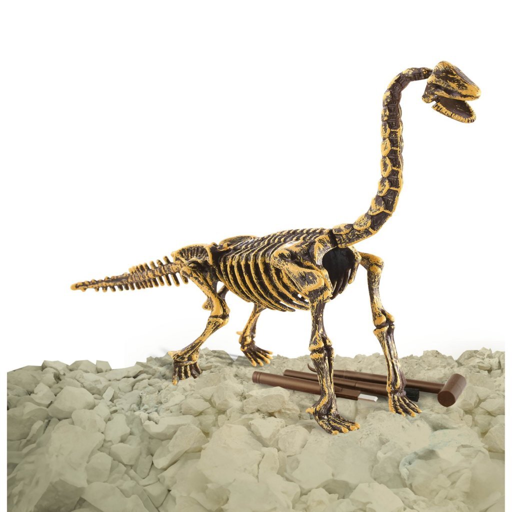 Dinobase Dino 3D Bochiosaurus Skelet