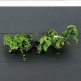 Nature Nature Wall Garden for herbs and flowers vertically