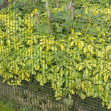 Nature Gartenbildschirm Quadrat Gaas 5x5 mm 1x3 m Grün