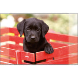 Känguru-Schreibtischunterlage, schwarzer Labrador-Welpe, 38 x 58 cm