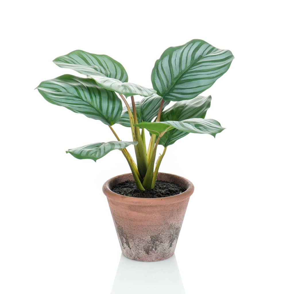 Planta de arte esmeralda esmeralda en maceta terrra calathea orbifolia 32 cm