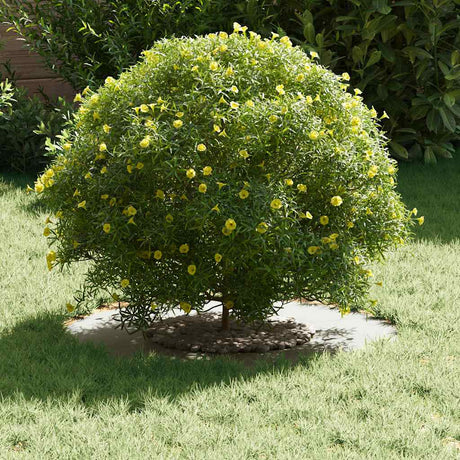 Vidaxl geschikt voor platte boomringen 5 pcs wit ø30 60 cm staal