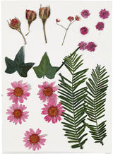 Kreativunternehmen https: www.cchobby.nl dry-flowers-and-leaves-ca-19-piece-lightred-1-box