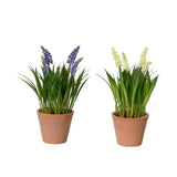 Decoris Kunstpflanze Weintrauben im Topf ø11xh26cm