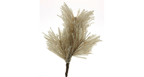 Pic pinus pine k beau brown snowy 20cm