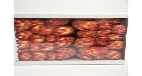 Repens red (50pcs)