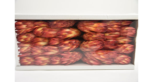 Repens red (50pcs)