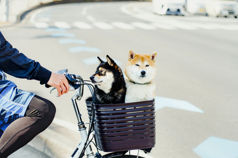 Fahrradkörbe & Kisten