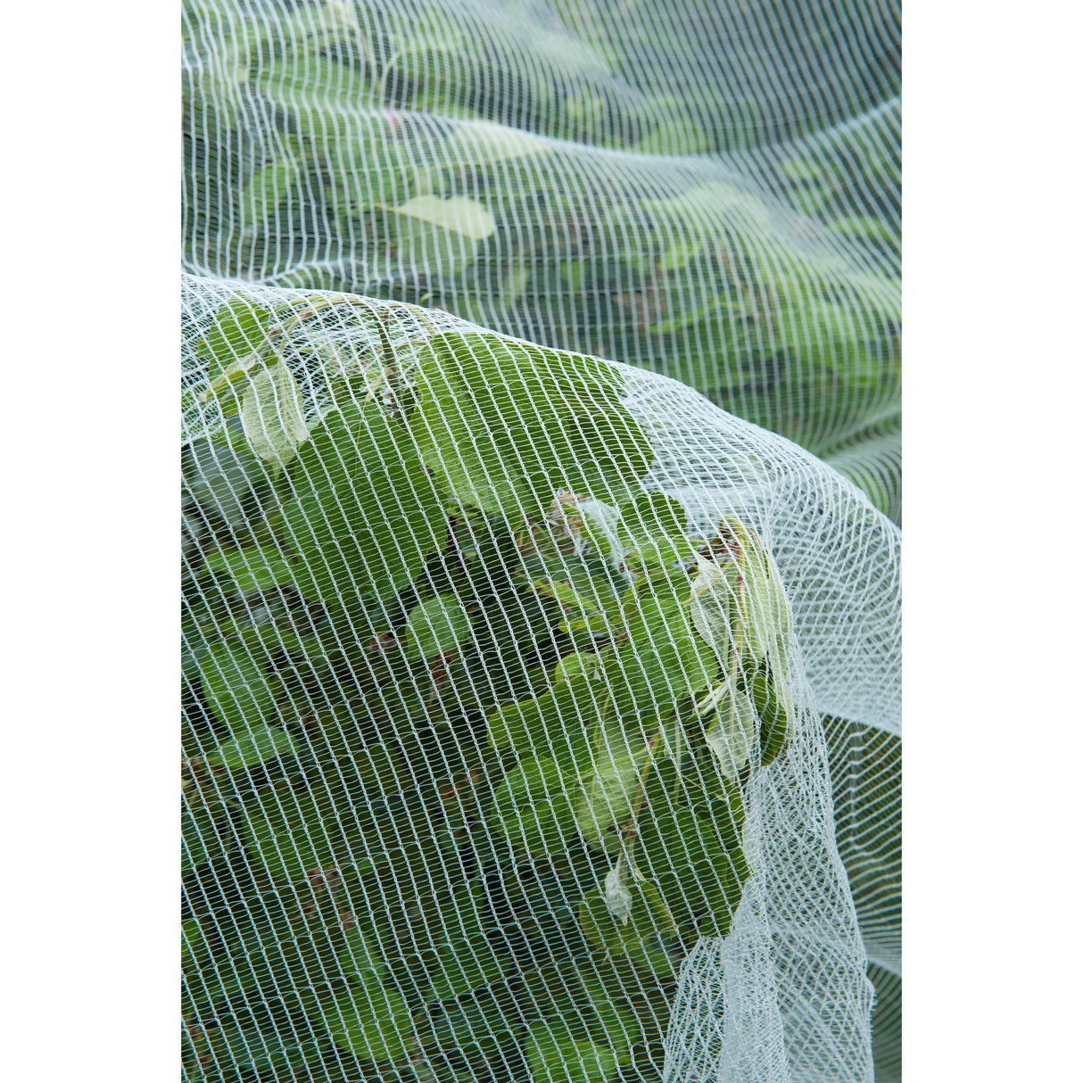 Nature anti-insectengaas insectenhor (wit transparant, 5.2 x 5 m)