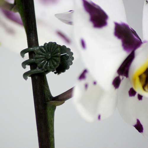 Connex Clips für Orchideen 30 St - flor78840