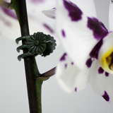 Connex Clips für Orchideen 30 St - flor78840