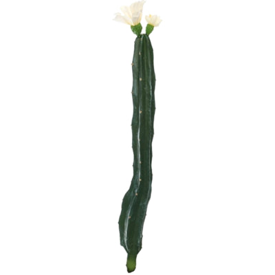 Kaktus mit Blüte weiß grün 35 cm | 24 Stück