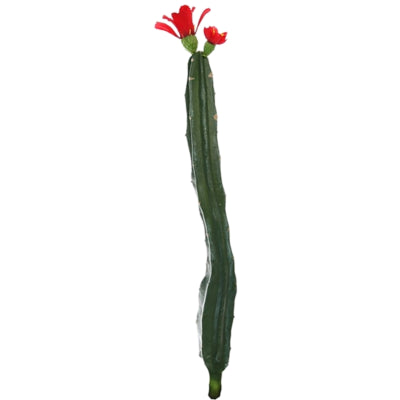 Kaktus mit Blüte rot grün 35 cm | 24 Stück