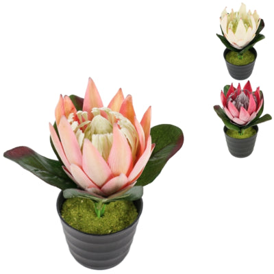 Künstliche Pflanze im Topf Protea 21 cm 3 sortiert | 12 Stück