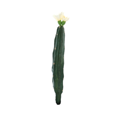 Kaktus mit Blüte weiß grün 23 cm | 24 Stück