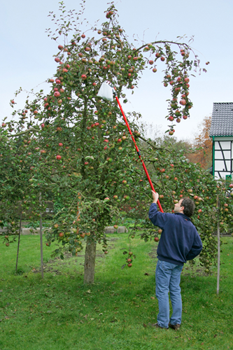 Meister Obstpflücker mit Teleskop. Stiel – wu9890020