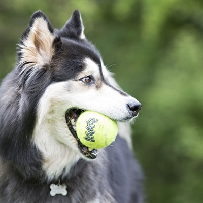 Kong Squeakair Tennis Kugel Giel mat Piep